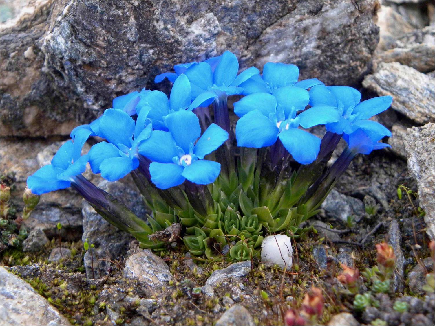 Gentiana terglouensis / Genziana del Monte Tricorno